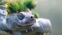 Rambut mohawk ini adalah alga yang tumbuh di kepala mereka. tumbuhnya itu juga dikarenakan kura-kura ini menghabiskan waktu yang lama ketika menyelam (Reuters)