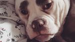Foto: Kenalkan Ini Madame Eyebrows, Si Anjing yang Bermuka Sedih
