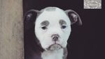 Foto: Kenalkan Ini Madame Eyebrows, Si Anjing yang Bermuka Sedih
