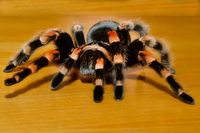 Wow! Di Restoran Ini Ada Burger Berisi Tarantula Panggang