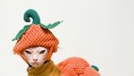 Foto: Loki, Kucing Judes yang Jadi Selebgram dan Viral