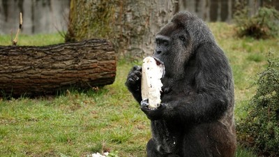 Tingkah Lucu Gorila yang Lahap Makan Kue Ulang Tahun