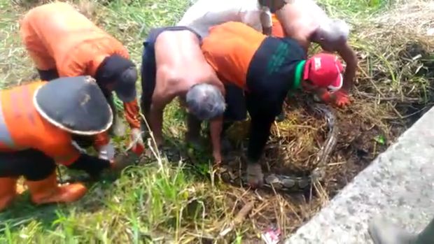 Ular ditemukan saat petugas tengah memotong rumput
