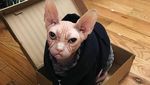 Foto: Loki, Kucing Judes yang Jadi Selebgram dan Viral