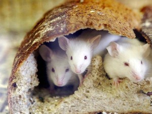 Beredar Video Tikus dalam Bungkus Roti, Gerai Fast Food Ini Tutup