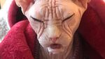 Foto: Loki, Kucing Judes yang Jadi Selebgram dan Viral