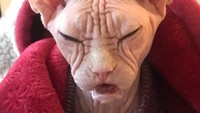 Penampakan Loki si kucing judes.