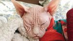 Foto: Loki, Kucing Judes yang Jadi Selebgram dan Viral