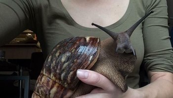 Siput raksasa. (Foto: bored panda)