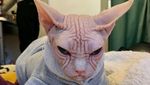 Foto: Loki, Kucing Judes yang Jadi Selebgram dan Viral