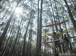 Hutan Pinus Pengger Bantul DIY: Lokasi, Jam Buka dan Harga Tiket