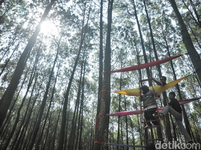 Sejumlah wisatawan bermain di Hutan Pinus Pengger, Dlingo, Bantul, Yogyakarta, Sabtu (14/4/2018). Hutan pinus yang memberikan spot foto unik serta menikmati pemandangan dari atas bukit itu menjadi destinasi wisata alternatif bagi wisatawan dari Yogyakarta hingga luar daerah.