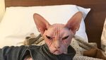 Foto: Loki, Kucing Judes yang Jadi Selebgram dan Viral
