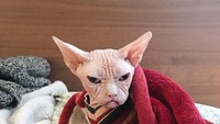 Loki tinggal bersama pemiliknya, Sara dan Brent dari Brooklyn, New York, Amerika Serikat.