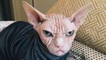 Foto: Loki, Kucing Judes yang Jadi Selebgram dan Viral
