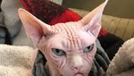 Foto: Loki, Kucing Judes yang Jadi Selebgram dan Viral