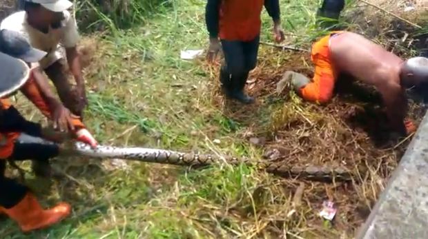 Bulan sebelumnya, petugas juga menemukan ular sanca di lokasi yang tak jauh