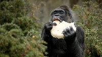 Di bagian atas kue, diberi angka 61 yang menandakan usia Fatou.