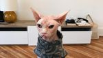 Foto: Loki, Kucing Judes yang Jadi Selebgram dan Viral