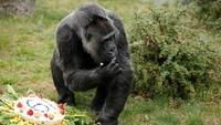 Seperti dilansir dari video Reuters, Sabtu (14/4/2018), pihak kebun binatang Berlin, Jerman memberi Fatou kue ulang tahun yang terbuat dari krim keju serta potongan buah stroberi di atasnya. 