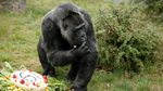 Tingkah Lucu Gorila yang Lahap Makan Kue Ulang Tahun