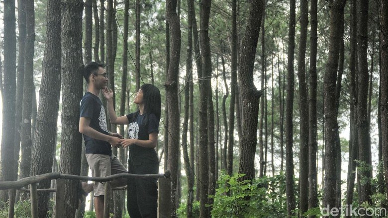 Pesona Wisata Hutan Pinus Pengger Sejumlah wisatawan bermain di Hutan Pinus Pengger, Dlingo, Bantul, Yogyakarta, Sabtu (14/4/2018). Hutan pinus yang memberikan spot foto unik serta menikmati pemandangan dari atas bukit itu menjadi destinasi wisata alternatif bagi wisatawan dari Yogyakarta hingga luar daerah.