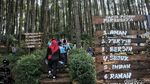Pesona Wisata Hutan Pinus Pengger