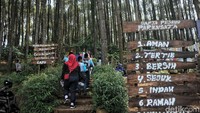 Hutan pinus yang memberikan spot foto unik serta menikmati pemandangan dari atas bukit itu menjadi destinasi wisata alternatif bagi wisatawan dari Yogyakarta hingga luar daerah.