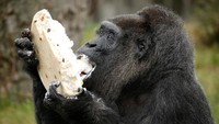 Tampak Fatou begitu lahap menyantap kue ulang tahun tersebut. Bahkan dia mengambil satu bagian besar dari kue itu ke mulutnya.