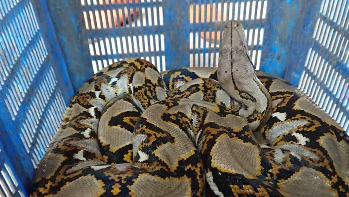 Petugas UPK Badan Air temukan ular sanca sepanjang 4 meter di KBT kawasan Duren Sawit