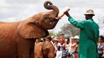 Foto: Mengintip Kelakuan Bayi-bayi Gajah di Kenya