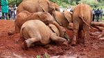 Foto: Mengintip Kelakuan Bayi-bayi Gajah di Kenya