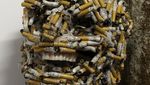 Ketika Sampah Puntung Rokok Diubah Jadi Karya Seni Mengagumkan