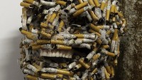 Ukiran kepala manusia yang terbuat dari puntung rokok bekas. Cukup menyeramkan? (Foto: internet)