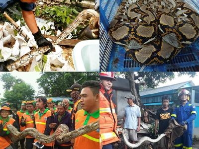 Ini Deretan Ular yang Muncul di Jakarta dalam 4 Bulan Terakhir