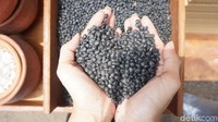 Sebelum masuk ke stand-stand makanan, pengunjung disuguhi berbagai pengetahuan umum. Diantaranya melihat pohon kedelai hitam, melihat kedelai hitam, mencicip kedelai hitam yang sudah dikukus dan melihat tahapan proses membuat kecap.  Foto: Dok. detikFood Foto: Dok. detikFood
