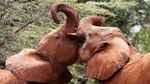Foto: Mengintip Kelakuan Bayi-bayi Gajah di Kenya
