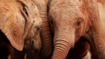 Foto: Mengintip Kelakuan Bayi-bayi Gajah di Kenya