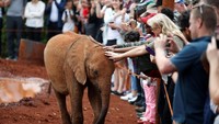 David Sheldrick Elephant Orphanage disebut-sebut sebagai sekolah atau tempat rehabilitasi gajah dan badai tersukses di dunia (Foto: Dok. REUTERS/Baz Ratner)