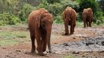 Foto: Mengintip Kelakuan Bayi-bayi Gajah di Kenya