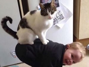 Ya Ampun, Kucing Jahil Banget Pada si Kecil