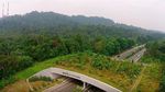Perhatian! Jembatan Ini Khusus untuk Hewan