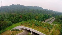 Beberapa binatang yang terekam sering melewati jembatan tersebut adalah Burung Raja-udang meninting, burung walik, kancil pelanduk dan beberapa hewan lainnya hingga kelelawar (National Parks Singapore/Youtube)