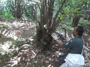 Harga Tak Semanis Rasanya, Petani Salak Organik Jombang Menjerit