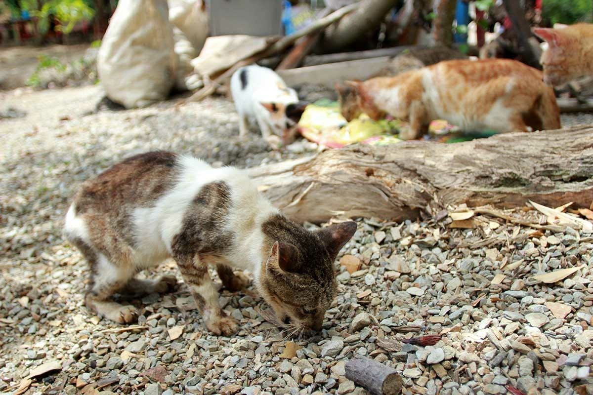 Pulau Kucing di Kepulauan Sula