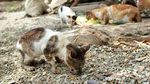 Foto: Pulau Kucing di Indonesia