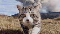 Salah satu foto kucing yang viral tersebut yakni ketika dia berada di sebuah hamparan rumput dengan latar belakang gunung yang tengah mengeluarkan abu.