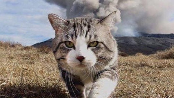 Foto: Cat-genic! Gaya Kucing Ini Mirip Banget Model