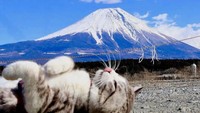 Ada juga koleksi foto ketika dia sedang tidur-tiduran dengan latar belakang gunung Fuji.