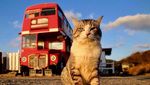 Foto: Cat-genic! Gaya Kucing Ini Mirip Banget Model